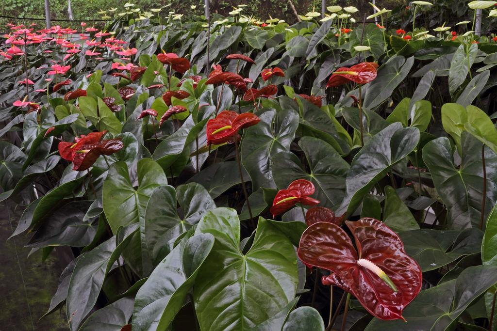 Finca Hamburgo La Ruta Del Cafe Tuzantan Екстериор снимка